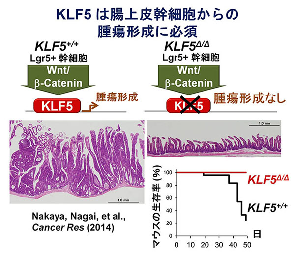 Klf5 is essential for oncogenesis of intestinal tumors