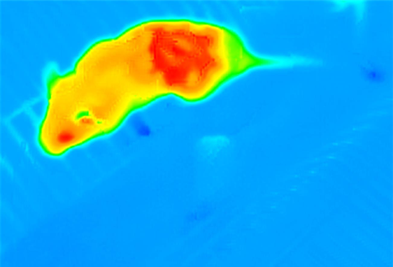 Thermal immunology
