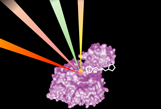 Synthetic bioluminescence