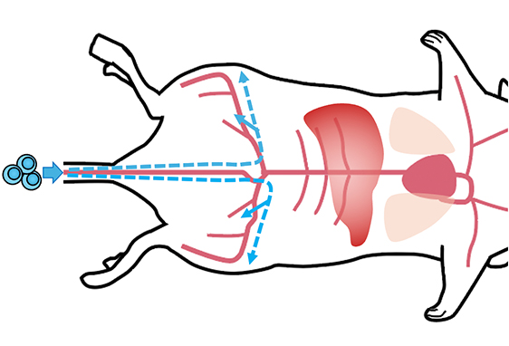 Caudal artery transplantation