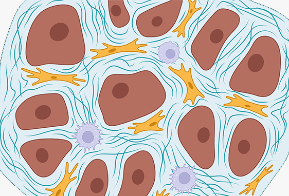 The roles of inflammatory signals in cardiovascular remodeling