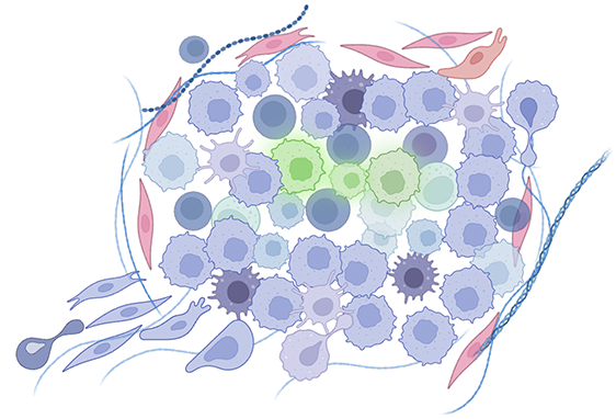 組織セルトープ