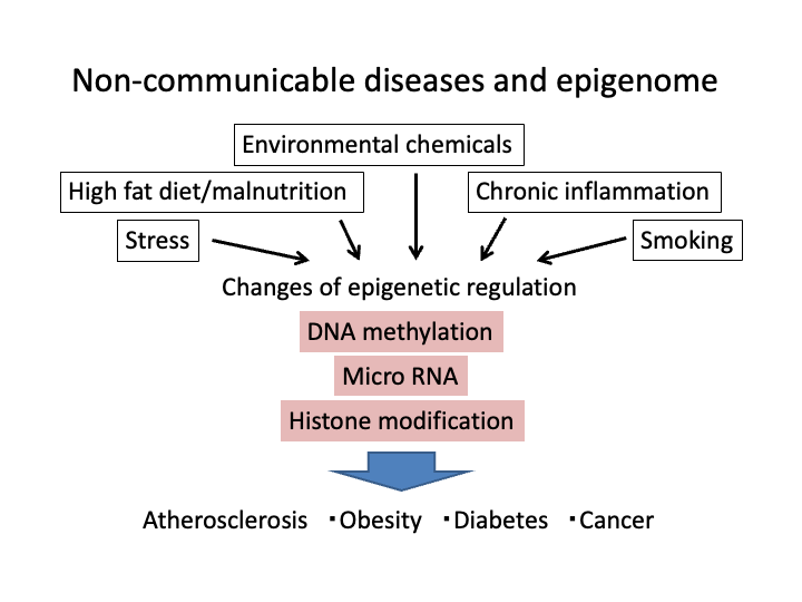 生活習慣とエピゲノム制御