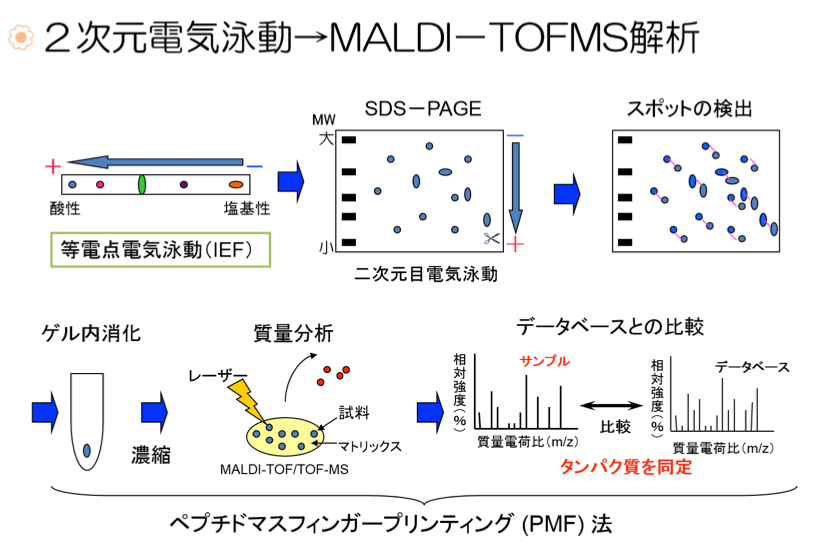 2次元電気泳動→MALDI-TOFMS解析