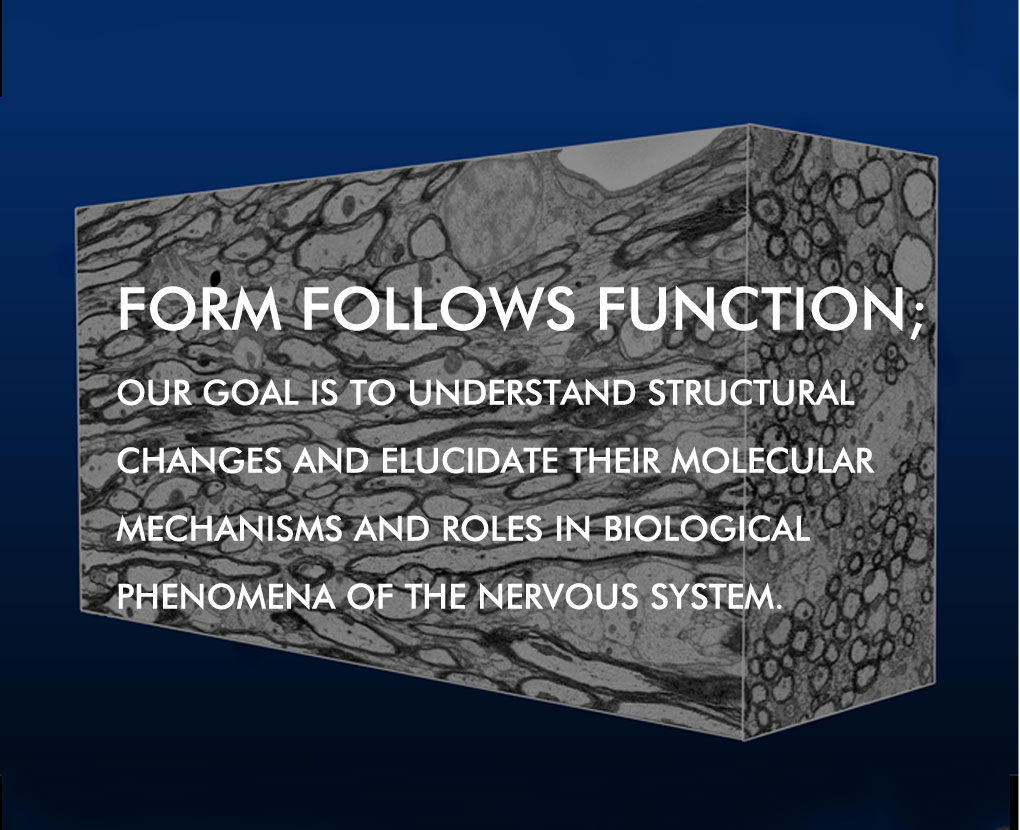 Form Follows Function; Our goal is to understand structural changes and elucidate their molecular mechanisms and roles in biological phenomena of the nervous system.