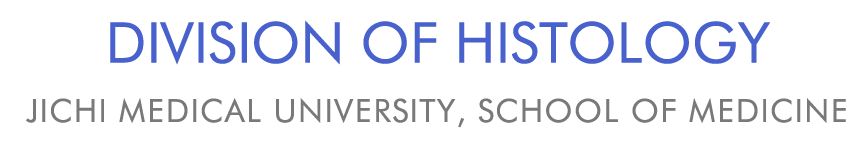 DIVISION OF HISTOLOGY, JICHI MEDICAL UNIVERSITY, SCHOOL OF MEDICINE