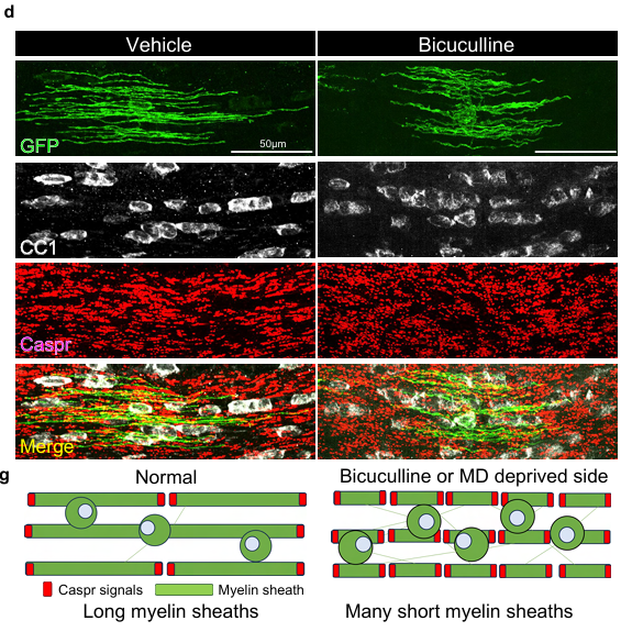 Activity-dependent morphological changes in myelin