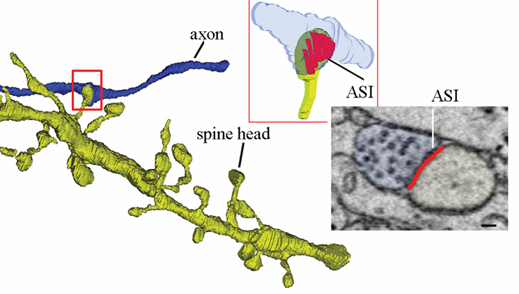 3D reconstruction of synapses using volume electron microscopy
