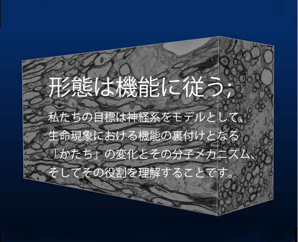 形態は機能に従う；私たちの目標は神経系をモデルとして、生命現象における機能の裏付けとなる「かたち」の変化とその分子メカニズム、そしてその役割を理解することです。