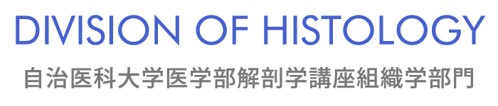 DIVISION OF HISTOLOGY 自治医科大学医学部解剖学講座組織学部門