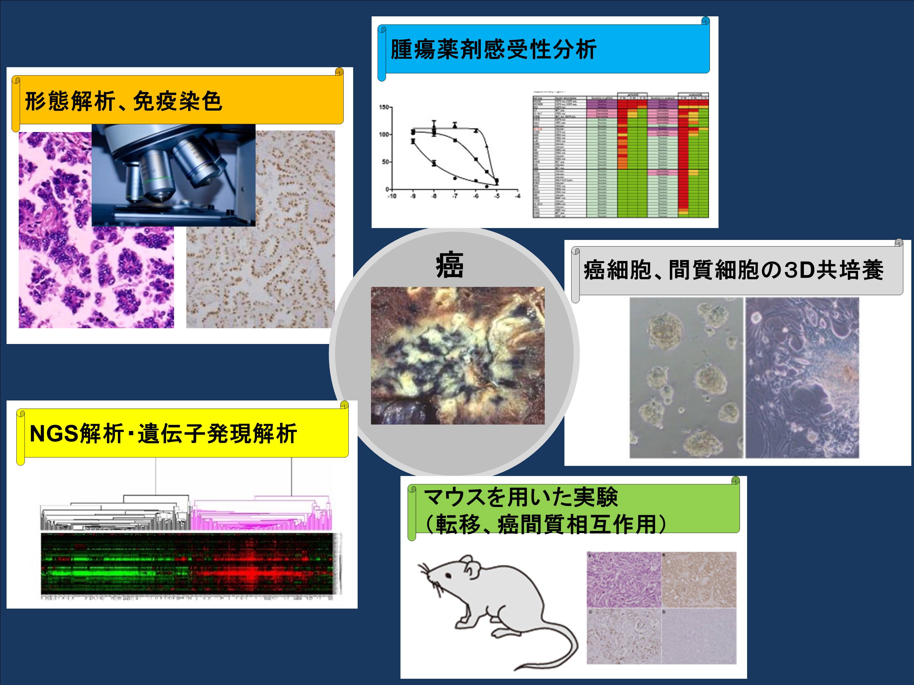 臨床病理学的研究