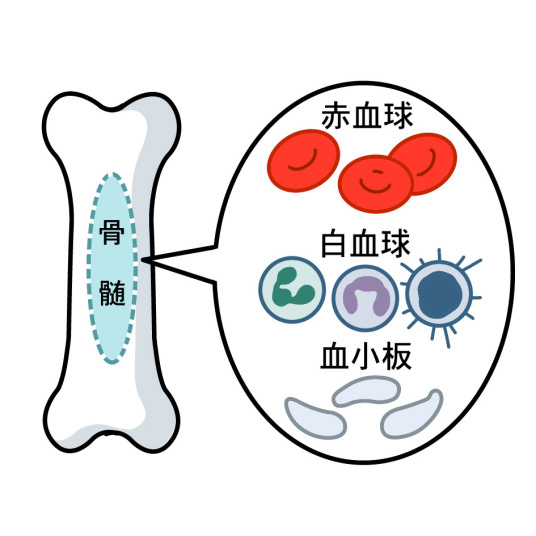 「骨髄イラスト無料」の画像検索結果"