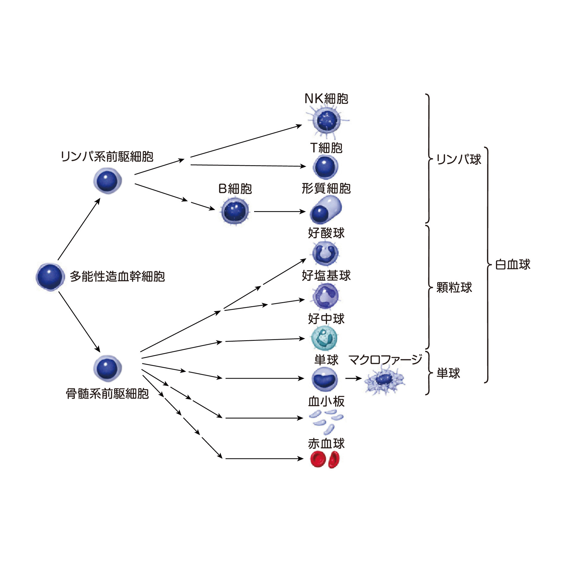 自治医科大学附属さいたま医療センター血液科造血幹細胞移植診療 自治医科大学附属さいたま医療センター血液科造血幹細胞移植診療