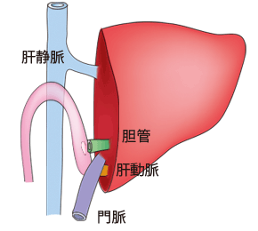 肝臓を移植