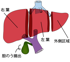 胆のう摘出・肝臓の分割