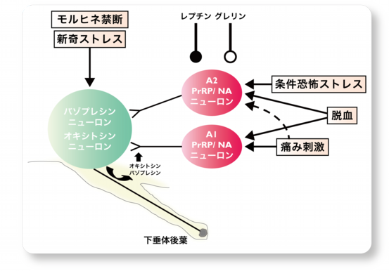 HPストレスの神経回路色つき.png