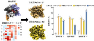 構造解析とDMSによるAsCas12fの改変