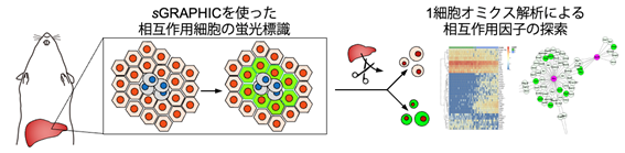 疾患の原因となる細胞間相互作用を見えるようにする蛍光技術～がんの転移に関わるタンパク質の同定に成功～