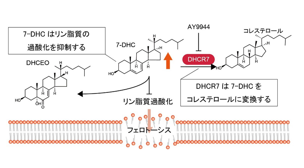 コレステロール合成経路の阻害が脂質過酸化による細胞死を抑制する仕組みを解明～肝疾患に対する治療法の開発に繋がる研究成果～